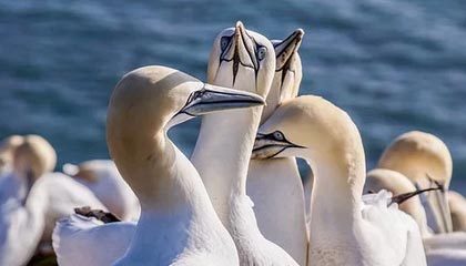 开云在线-前锋伤退+门将失误+越位误判 杯具枪手遭曼城重击